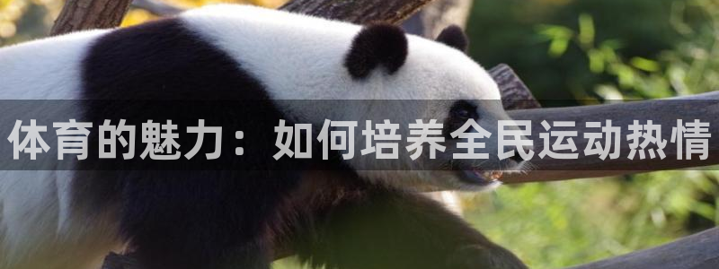 77体育